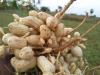 Ground Nuts in Sendurai